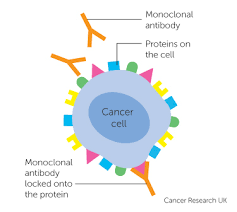 Monoclonal Antibody Therapy