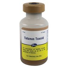 Tetanus Toxoid Vaccine Market'