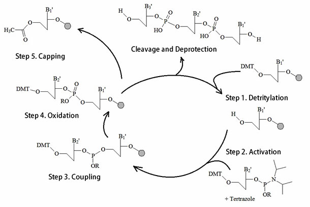 Oligonucleotide Synthesis Market