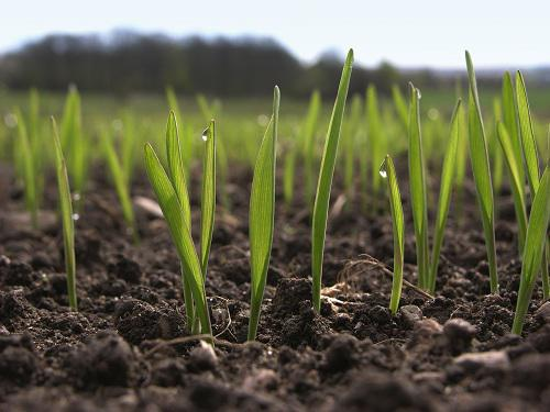 Agricultural Biological Testing Market