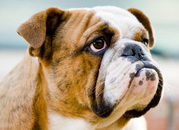 Animal Genetics Market