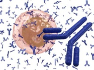 Antibody Production Market
