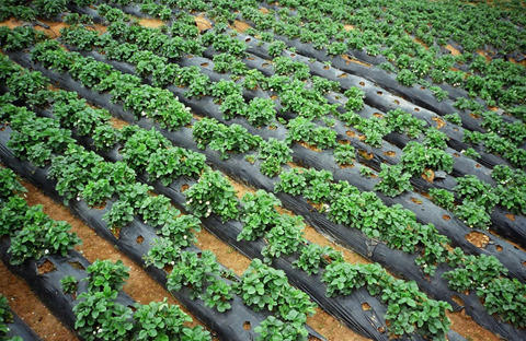 global biodegradable mulch film market'