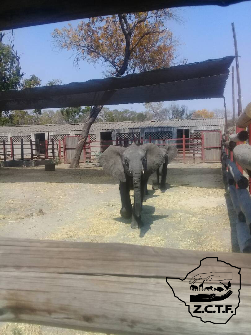 Zimbabwe Conservation Task Force'