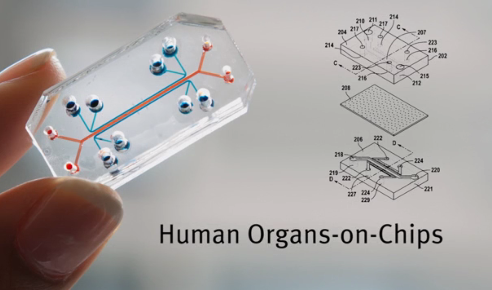 Organ-on-Chip Market 2018'
