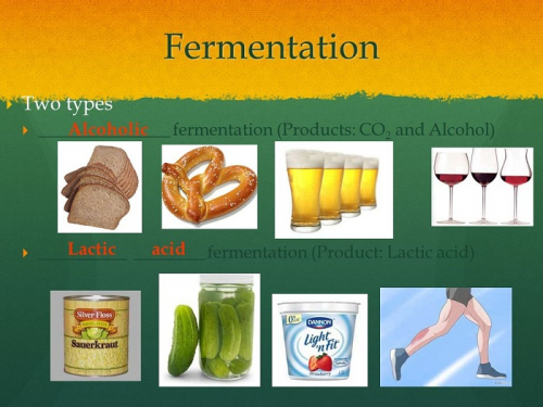 Fermentation Products'