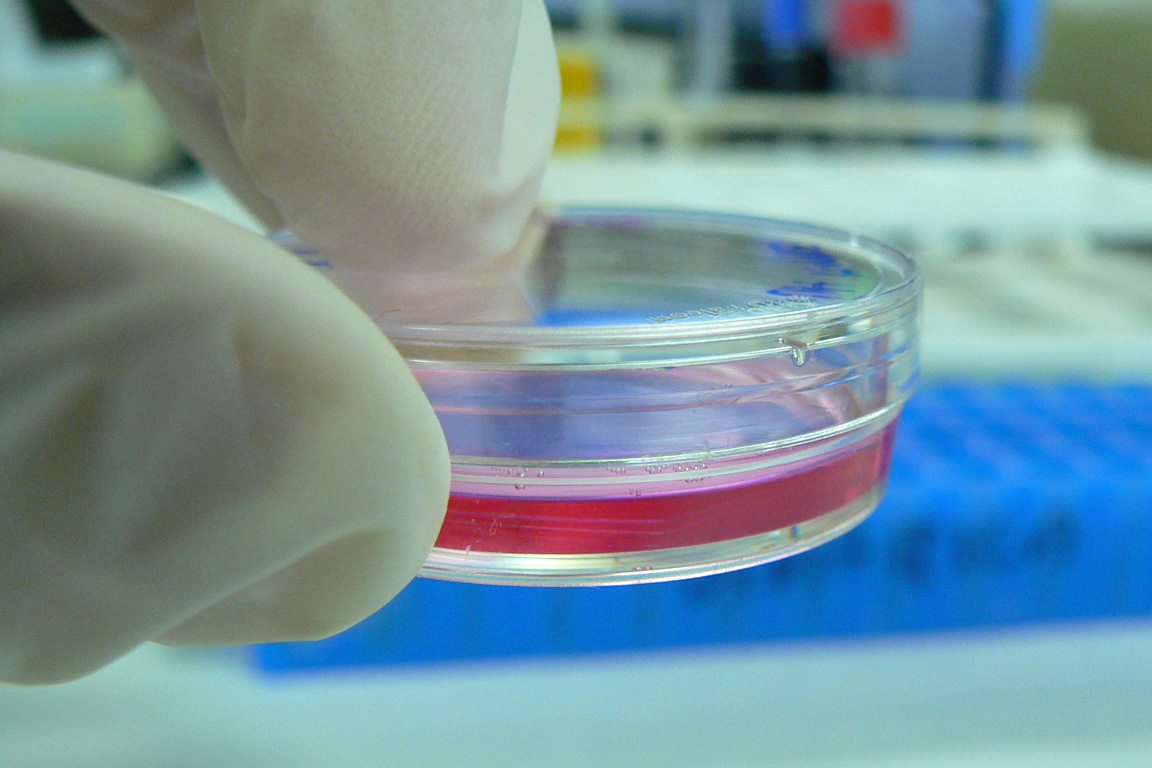 Cell Culture Protein Surface Coating Markwt'