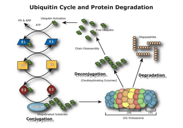 Ubiquitin Proteasome Market'