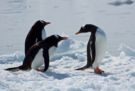 See penguins in Antarctica