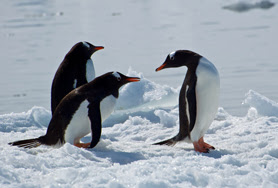 See penguins in Antarctica'
