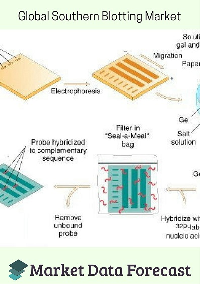 Southern Blotting Market'