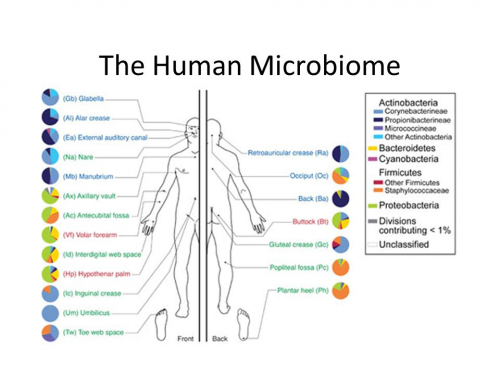 Human Microbiome market'