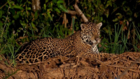 6) Machu Picchu + Jaguars in the Pantanal: Peru and Brazil