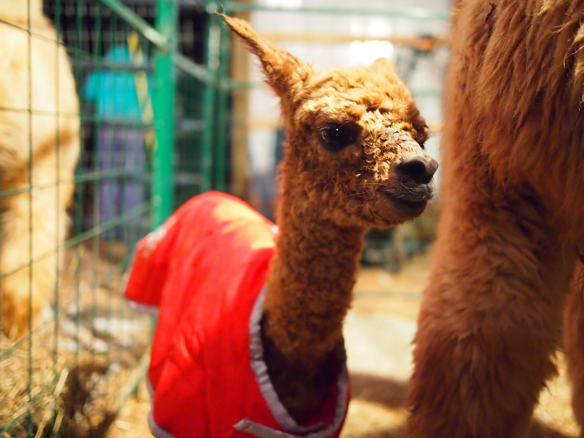 Apple Mountain Alpacas