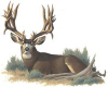 Trail Blaze Hunting Consultants, LLC'