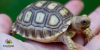 Sulcata Tortoise for sale'