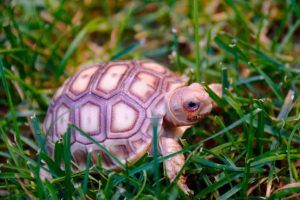 suclata tortoise'