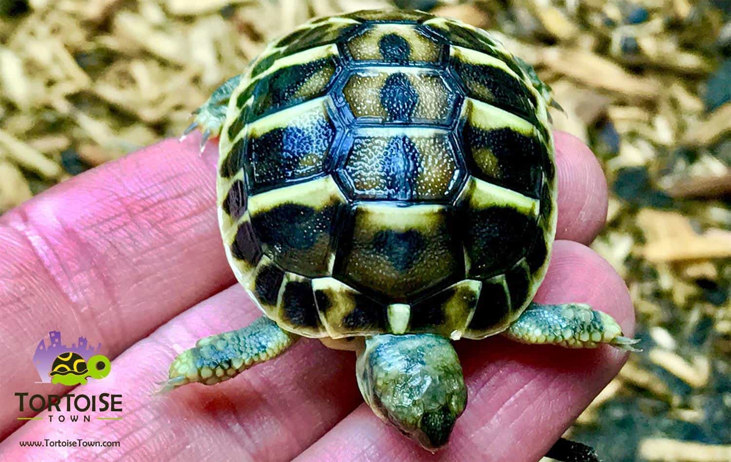 western hermann's tortoise'