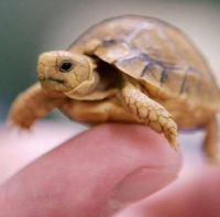 baby Egyptian tortoise