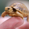 baby Egyptian tortoise'