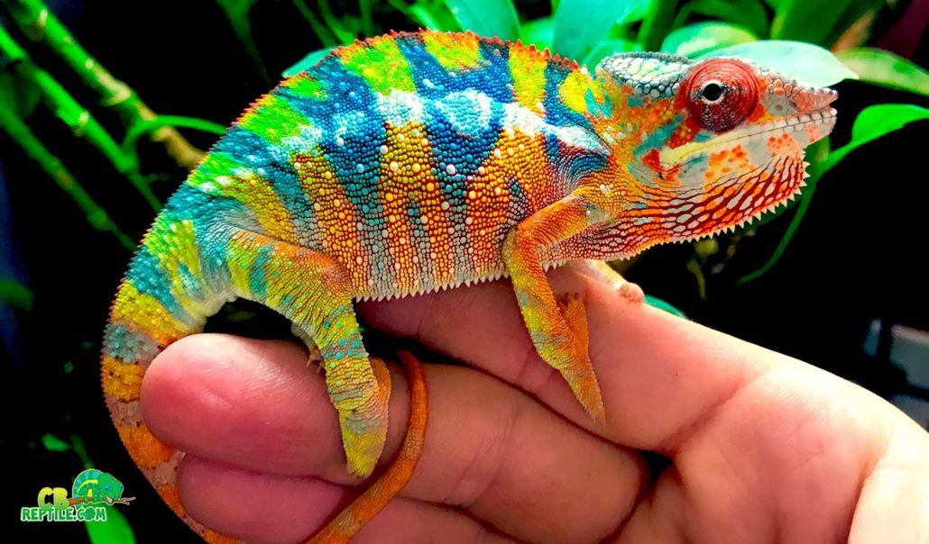 Panther Chameleons for sale'