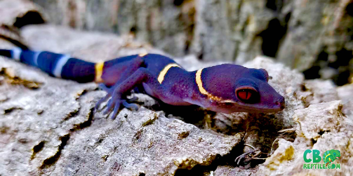 gecko for sale online'