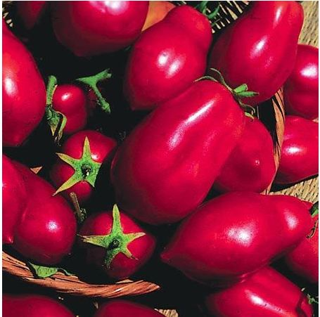 Hydrostore: Not Only Offering the Greatest Hydroponics Equip'