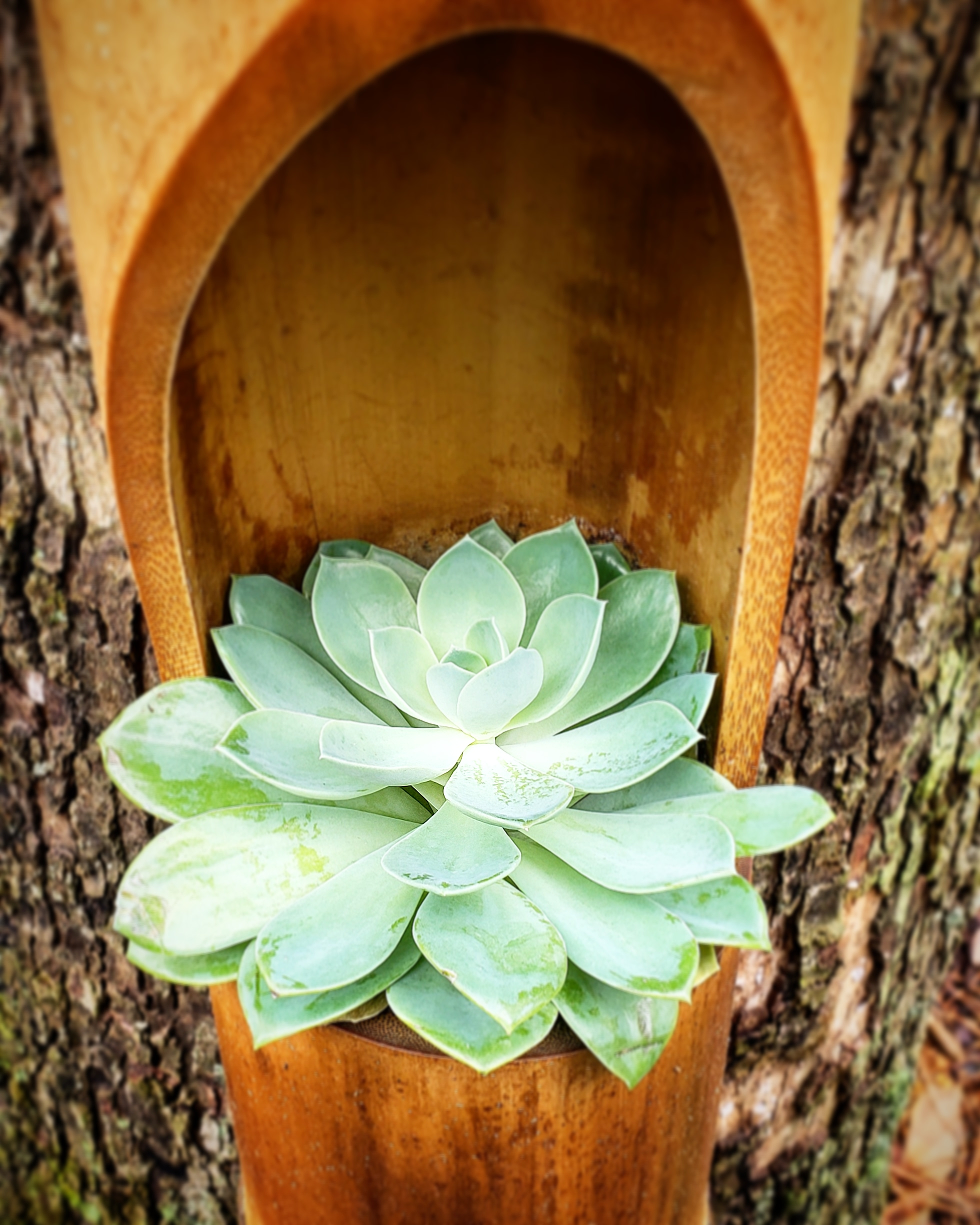 Planters with a Purpose 03