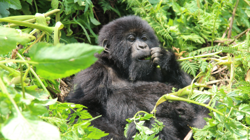 5-Day Fly-in Bwindi Gorillas'
