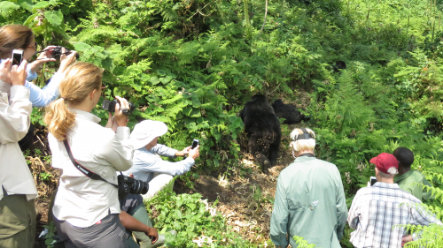 4-Day Gorilla Express out of Kigali'