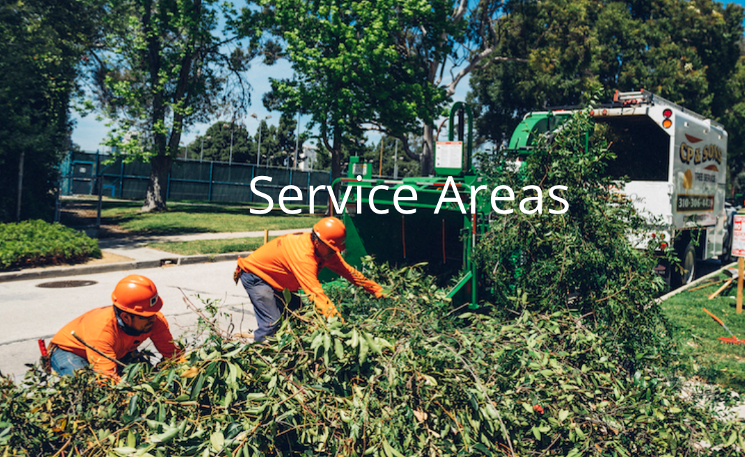 tree trimming Los Angeles'