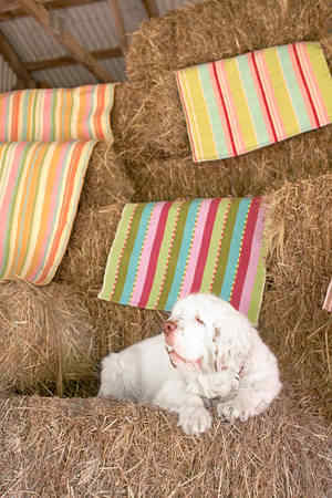 Sugar and Spice D&eacute;cor'