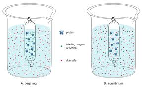 Amylase Report'