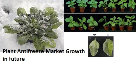 Plant Antifreeze Market to Generate Huge Revenue in Near Fut