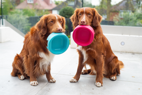 HERO &ndash; The Dog Bowl that Banishes Bacteria'