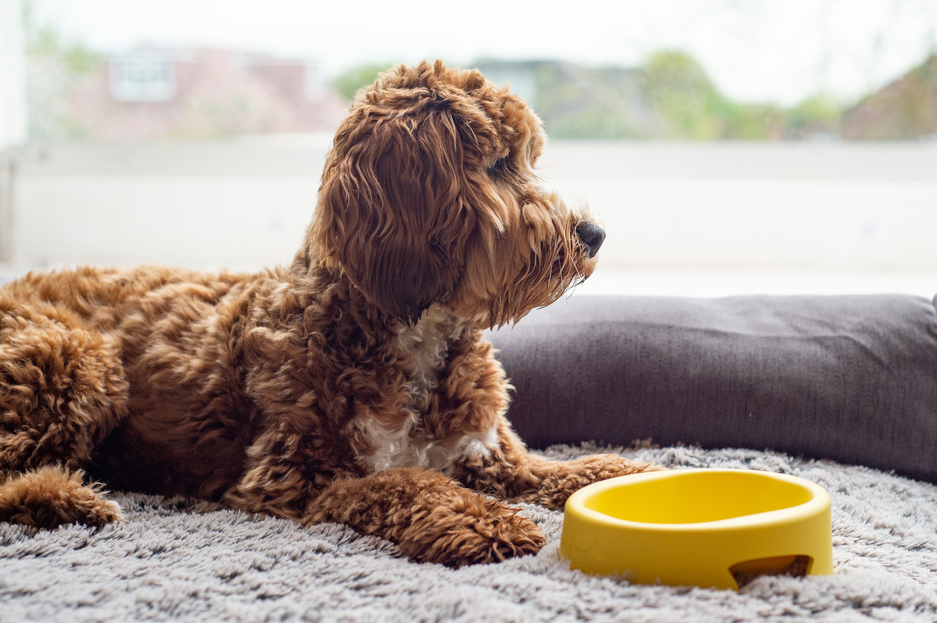 HERO &ndash; The Dog Bowl that Banishes Bacteria'