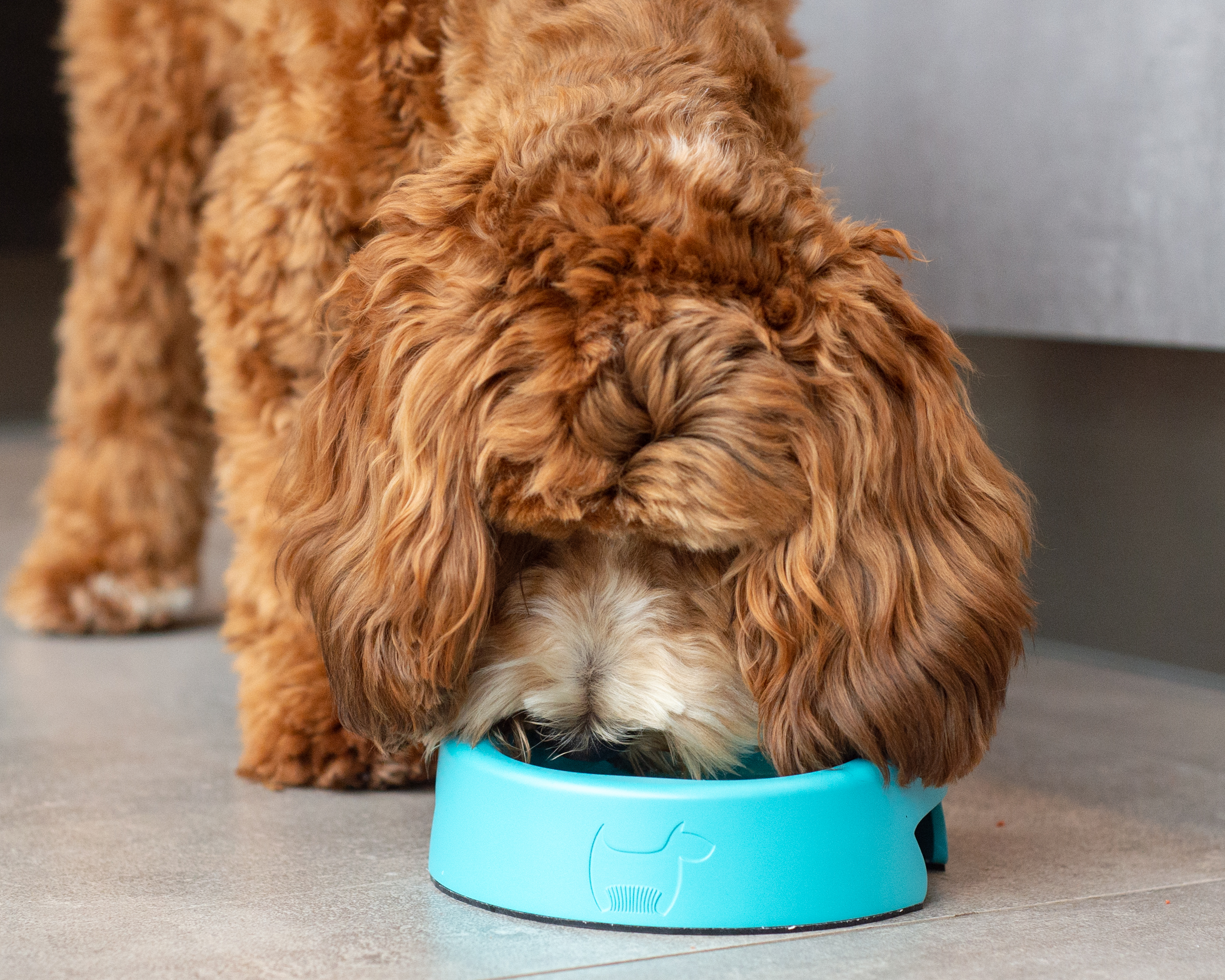 HERO – The Dog Bowl that Banishes Bacteria