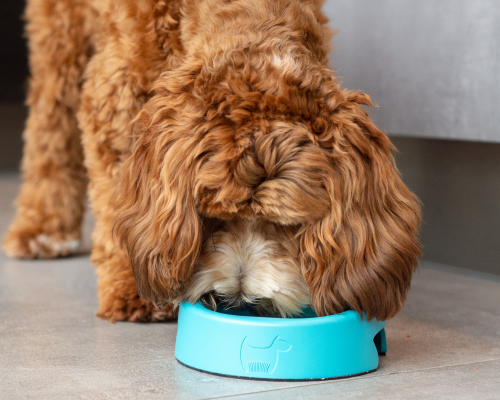 HERO &ndash; The Dog Bowl that Banishes Bacteria'
