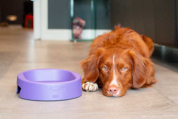 HERO &ndash; The Dog Bowl that Banishes Bacteria'