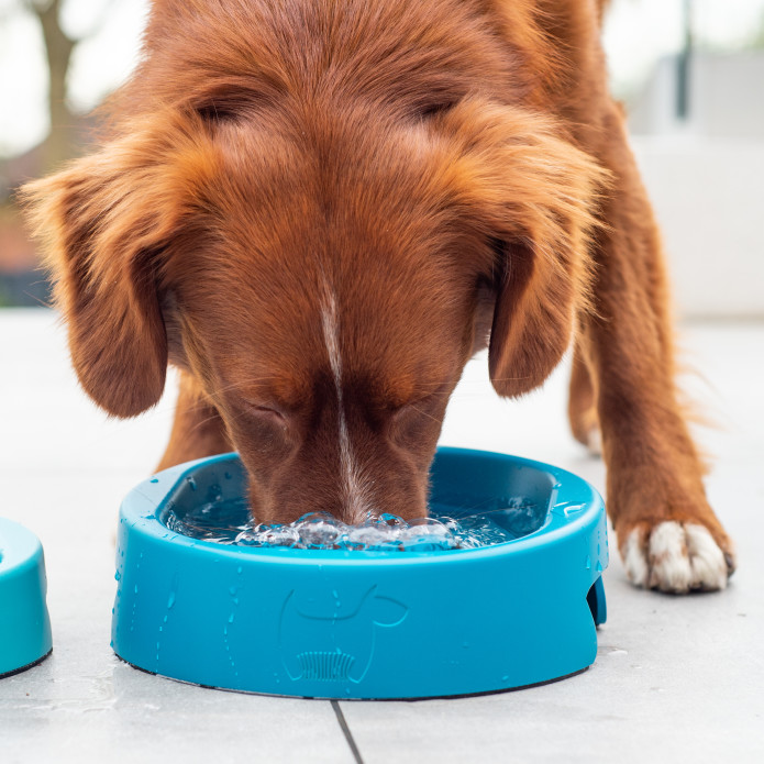 HERO – The Dog Bowl that Banishes Bacteria