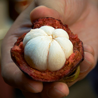Mangosteen'