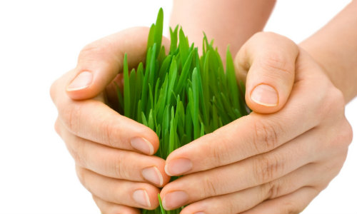 Crop Insurance Market'