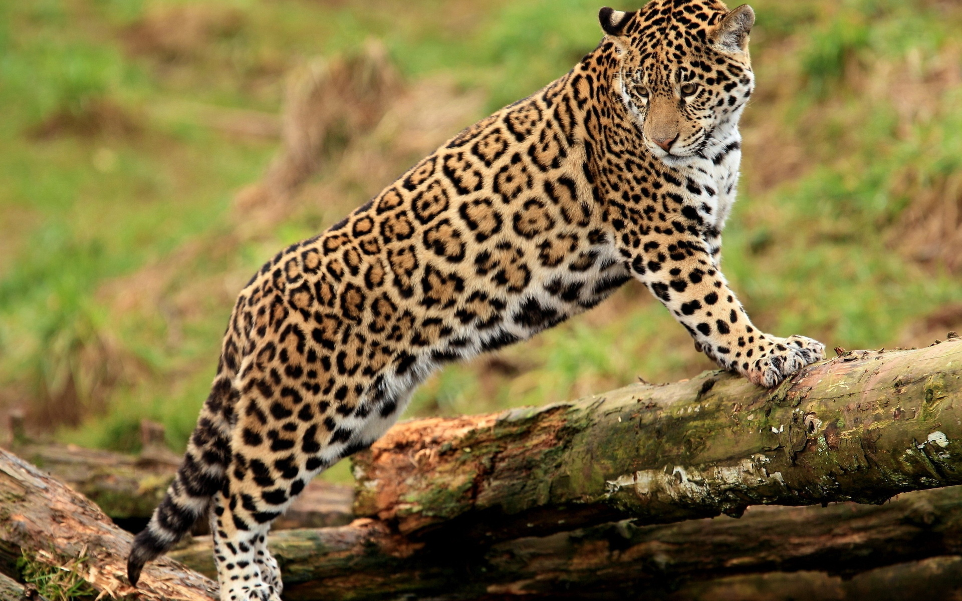 7-Day In the Footsteps of the Elusive Jaguar'