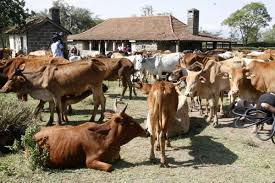 Global Livestock Insurance Market by 2023: Market by the pro'