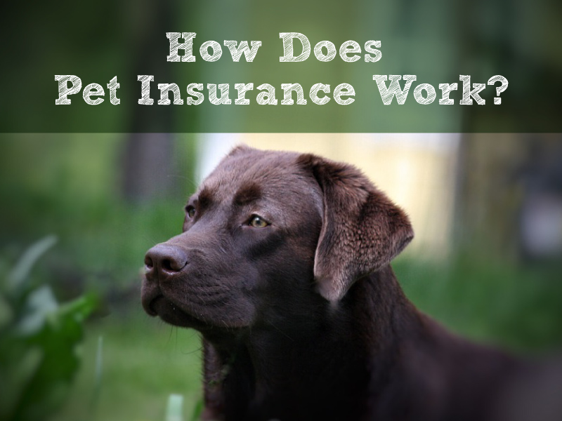 Pet Insurance Market'