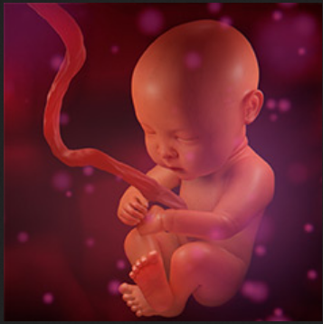 Cord Blood Banking Market