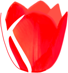 Red Tulip2
