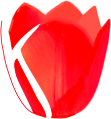 Red Tulip2'