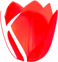 Red Tulip2