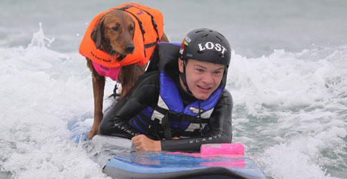 Dog surfing with adaptive surfer